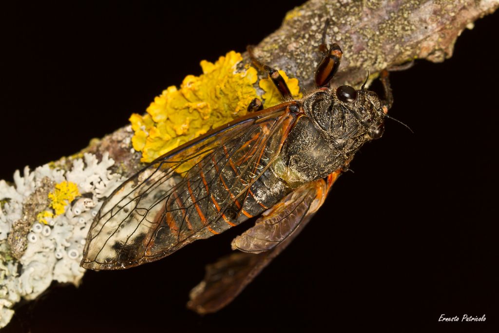 cicala da identificare